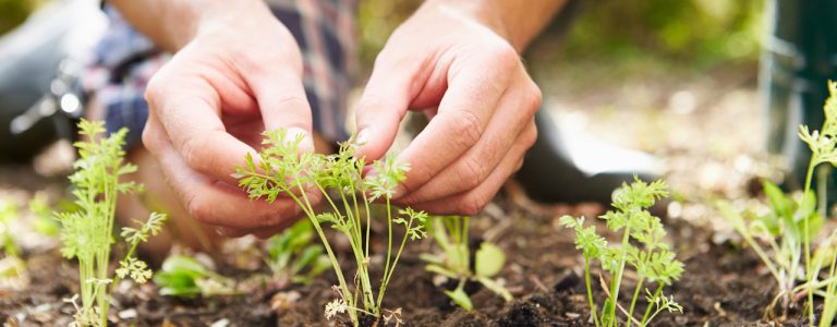 Real Image - Hands and Plants