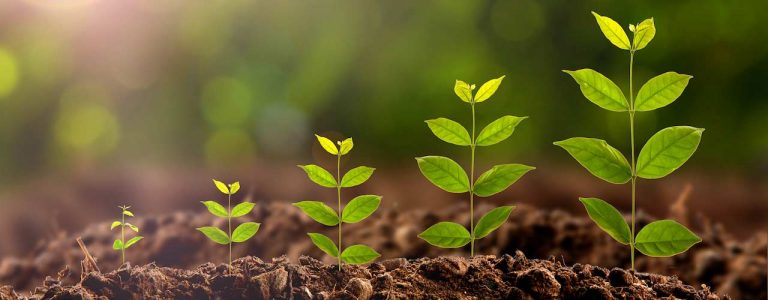 plant growing